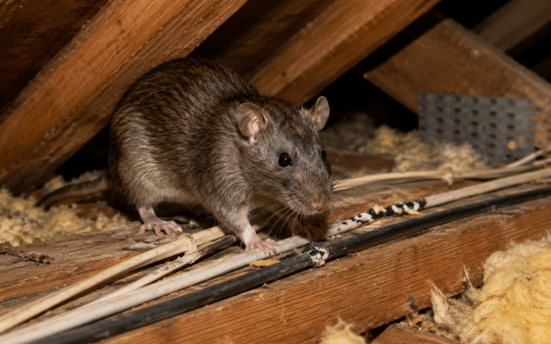 Rodents and Electrical Wiring: The Hidden Danger Lurking in Conejo Valley Homes